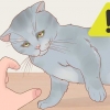 Holder en kat