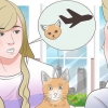 Transport af en kat med fly