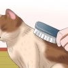 At passe en kat