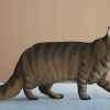 Identifikation af en maine coon