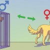 At berolige en hanhund, når en hun er brunst