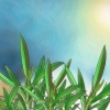 Beskæring af en oleander