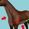 Barbere en hest