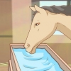 Fodre en hest
