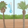 Plant et palmetræ