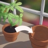 Ompot en plante