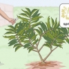 Beskæring af en plumeria
