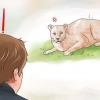 Bekæmper en cougar