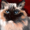 Genkend en ragdoll