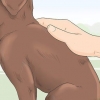 Identifikation af en raceren labrador retriever hvalp