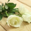 At lave en regnbuerose