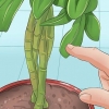 Beskæring af en schefflera-plante