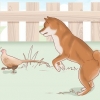 Valg af en shiba inu-hvalp