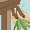 Genopliver en døende aloe vera-plante