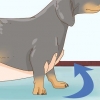 Holder en gravhund korrekt