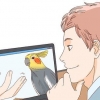 Køber en cockatiel