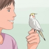 Træn en cockatiel til at tale