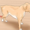 Behandling af en forstuvning hos en hund