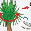 Beskæring af en yucca