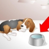 Hjælper en syg hund med at drikke