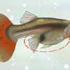 Find ud af, om din guppy er gravid