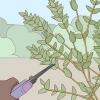 Opbevaring af eucalyptus
