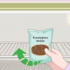 Dyrkning af eukalyptus
