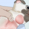 Behandling af folliculitis hos hunde