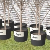 Plantning af frugttræer