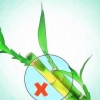 Dyrker lucky bamboo