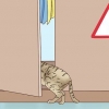Erkend, at en kat skal føde