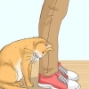 Erkend, om en kat er en herreløs kat
