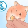 Bestemmelse af køn på din hamster
