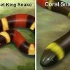 At kunne kende forskel på en kingsnake og en coralsnake