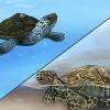 Se forskellen mellem vandskildpadder, skildpadder og skildpadder