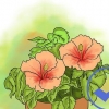 Dyrkning af hibiscus udendørs