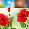 Formering af hibiscus