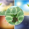 Hosta planter