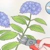 Klip hortensia blomster
