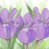 Voksende iris