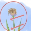 Pasning af iris, når blomsterne dør
