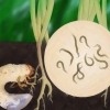 Bekæmpelse af japanske biller