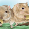 Gør din gerbil glad