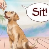 Lær din hund grundlæggende kommandoer
