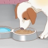 Behandling af din hund