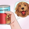 Få din hund til at sluge en pille