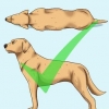Hjælp din hund med at tabe sig
