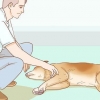 Hjælp din hund med et slagtilfælde