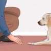 Lær din hund at ligge død på kommando