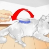 Forkæl din kat